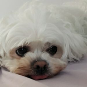 Meet your Posher, Lara